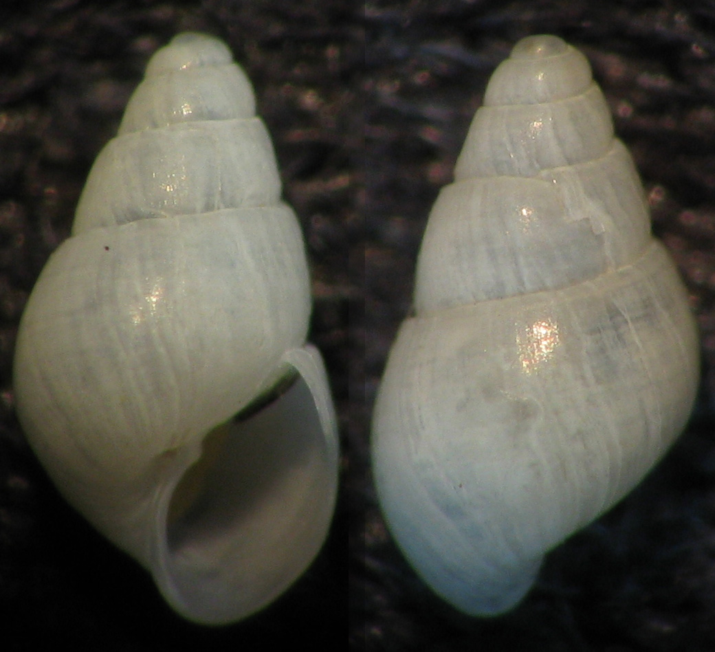 Ancora Odostomia 3